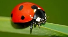 Ce mănâncă ladybugs?